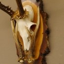 Rehgeweih original Abwurfstange Reh Geweih Gehörn Rehbock Trophäe auf Birkeschild 606.123