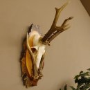 Rehgeweih original Abwurfstange Reh Geweih Gehörn Rehbock Trophäe auf Birkeschild 606.123