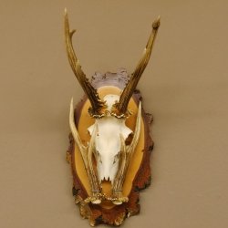 Rehgeweih original Abwurfstange Reh Geweih Gehörn Rehbock Trophäe auf Birkeschild 606.123