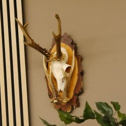 Rehgeweih original Abwurfstange Reh Geweih Gehörn Rehbock Trophäe auf Birkeschild 606.123