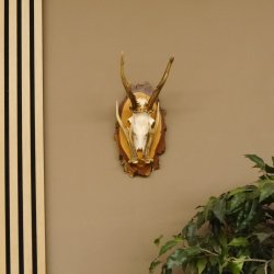 Rehgeweih original Abwurfstange Reh Geweih Gehörn Rehbock Trophäe auf Birkeschild 606.123