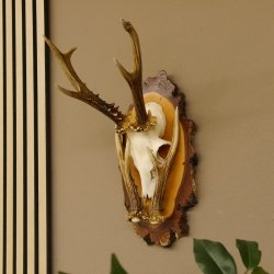 Rehgeweih original Abwurfstange Reh Geweih Gehörn Rehbock Trophäe auf Birkeschild 606.123