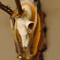 Rehgeweih original Abwurfstange Reh Geweih Gehörn Rehbock Trophäe auf Birkeschild 606.123