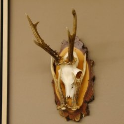 Rehgeweih original Abwurfstange Reh Geweih Gehörn Rehbock Trophäe auf Birkeschild 606.123