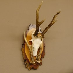 Rehgeweih original Abwurfstange Reh Geweih Gehörn Rehbock Trophäe auf Birkeschild 606.123