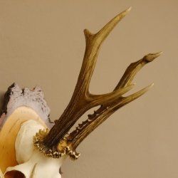 Rehgeweih original Abwurfstange Reh Geweih Gehörn Rehbock Trophäe auf Birkeschild 606.123