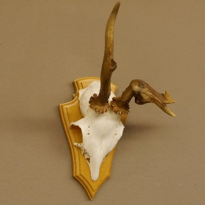abnormes Rehgeweih Blasenbock mit Stangenbruch Rehbock Reh Geweih Bock Gehörn 607.132