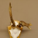 abnormes Rehgeweih Blasenbock mit Stangenbruch Rehbock Reh Geweih Bock Gehörn 607.132
