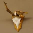 abnormes Rehgeweih Blasenbock mit Stangenbruch Rehbock Reh Geweih Bock Gehörn 607.132