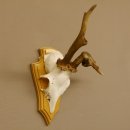 abnormes Rehgeweih Blasenbock mit Stangenbruch Rehbock Reh Geweih Bock Gehörn 607.132
