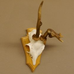 abnormes Rehgeweih Blasenbock mit Stangenbruch Rehbock Reh Geweih Bock Gehörn 607.132