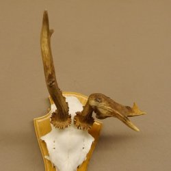 abnormes Rehgeweih Blasenbock mit Stangenbruch Rehbock Reh Geweih Bock Gehörn 607.132