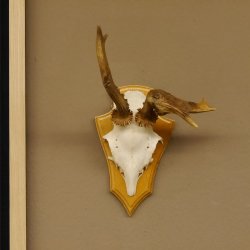 abnormes Rehgeweih Blasenbock mit Stangenbruch Rehbock Reh Geweih Bock Gehörn 607.132