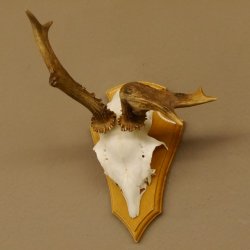 abnormes Rehgeweih Blasenbock mit Stangenbruch Rehbock Reh Geweih Bock Gehörn 607.132