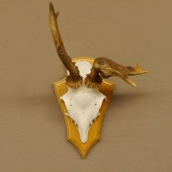 abnormes Rehgeweih Blasenbock mit Stangenbruch Rehbock Reh Geweih Bock Gehörn 607.132