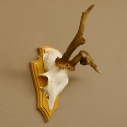 abnormes Rehgeweih Blasenbock mit Stangenbruch Rehbock Reh Geweih Bock Gehörn 607.132