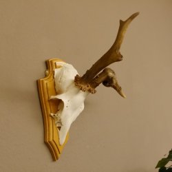 abnormes Rehgeweih Blasenbock mit Stangenbruch Rehbock Reh Geweih Bock Gehörn 607.132