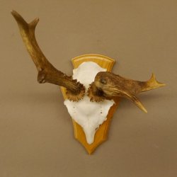 abnormes Rehgeweih Blasenbock mit Stangenbruch Rehbock Reh Geweih Bock Gehörn 607.132