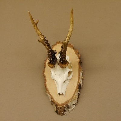 Rehgeweih Gewicht 327g Rehbock Reh Geweih Bock Gehörn Birkeschild 607.133