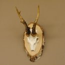 Rehgeweih Gewicht 327g Rehbock Reh Geweih Bock Gehörn Birkeschild 607.133
