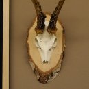 Rehgeweih Gewicht 327g Rehbock Reh Geweih Bock Gehörn Birkeschild 607.133