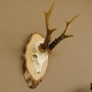 Rehgeweih Gewicht 327g Rehbock Reh Geweih Bock Gehörn Birkeschild 607.133