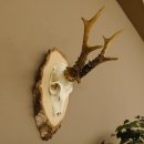 Rehgeweih Gewicht 327g Rehbock Reh Geweih Bock Gehörn Birkeschild 607.133
