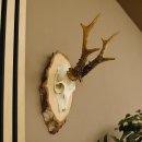 Rehgeweih Gewicht 327g Rehbock Reh Geweih Bock Gehörn Birkeschild 607.133