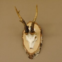 Rehgeweih Gewicht 327g Rehbock Reh Geweih Bock Gehörn Birkeschild 607.133