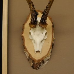 Rehgeweih Gewicht 327g Rehbock Reh Geweih Bock Gehörn Birkeschild 607.133