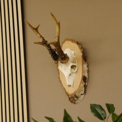 Rehgeweih Gewicht 327g Rehbock Reh Geweih Bock Gehörn Birkeschild 607.133
