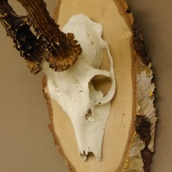 Rehgeweih Gewicht 327g Rehbock Reh Geweih Bock Gehörn Birkeschild 607.133