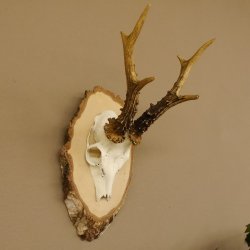 Rehgeweih Gewicht 327g Rehbock Reh Geweih Bock Gehörn Birkeschild 607.133