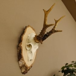 Rehgeweih Gewicht 327g Rehbock Reh Geweih Bock Gehörn Birkeschild 607.133