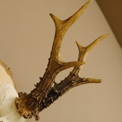 Rehgeweih Gewicht 327g Rehbock Reh Geweih Bock Gehörn Birkeschild 607.133