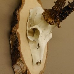 Rehgeweih Gewicht 327g Rehbock Reh Geweih Bock Gehörn Birkeschild 607.133