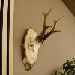 Rehgeweih Gewicht 327g Rehbock Reh Geweih Bock Gehörn Birkeschild 607.133