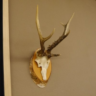 3 Stangen Rehbock abnormes Reh Dreistangen Bock Geweih Rehgeweih Birkeschild 608.116