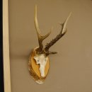 3 Stangen Rehbock abnormes Reh Dreistangen Bock Geweih Rehgeweih Birkeschild 608.116