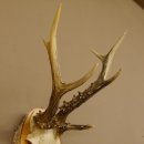 3 Stangen Rehbock abnormes Reh Dreistangen Bock Geweih Rehgeweih Birkeschild 608.116