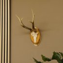 3 Stangen Rehbock abnormes Reh Dreistangen Bock Geweih Rehgeweih Birkeschild 608.116