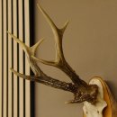3 Stangen Rehbock abnormes Reh Dreistangen Bock Geweih Rehgeweih Birkeschild 608.116