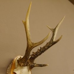 3 Stangen Rehbock abnormes Reh Dreistangen Bock Geweih Rehgeweih Birkeschild 608.116