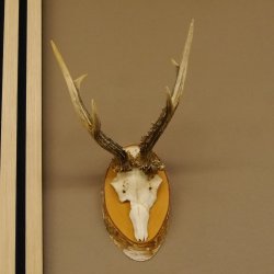 3 Stangen Rehbock abnormes Reh Dreistangen Bock Geweih Rehgeweih Birkeschild 608.116