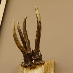 abnormer Rehbock Dreizack Reh Gehörn Rehgeweih Rehgehörn Geweih