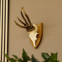 abnormer Rehbock Dreizack Reh Gehörn Rehgeweih Rehgehörn Geweih