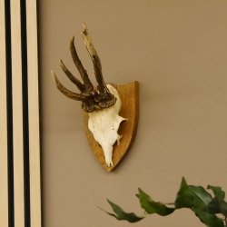 abnormer Rehbock Dreizack Reh Gehörn Rehgeweih Rehgehörn Geweih