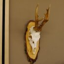 gerader 8 ender Rehbock Reh Gehörn Rehgeweih Rehgehörn Geweih Birkeschild