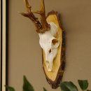 gerader 8 ender Rehbock Reh Gehörn Rehgeweih Rehgehörn Geweih Birkeschild