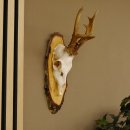 gerader 8 ender Rehbock Reh Gehörn Rehgeweih Rehgehörn Geweih Birkeschild